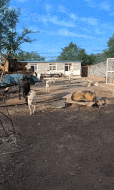 捕魚機：一只中国小土狗被千万老外封为国王