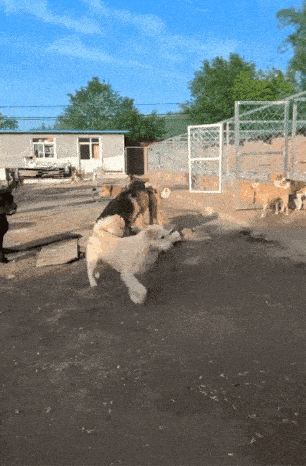 捕魚機：一只中国小土狗被千万老外封为国王