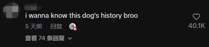 捕魚機：一只中国小土狗被千万老外封为国王