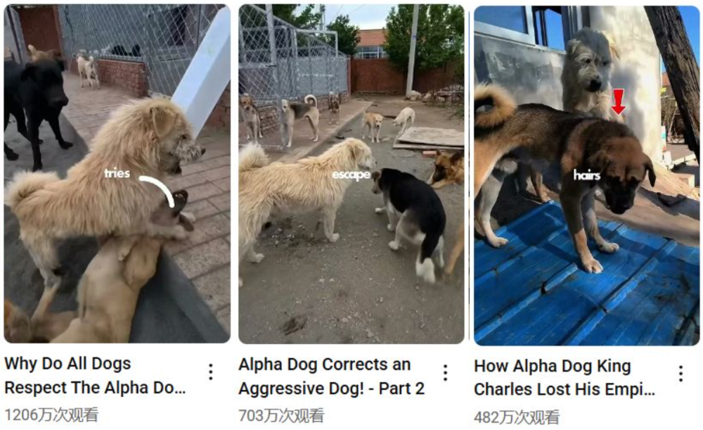 捕魚機：一只中国小土狗被千万老外封为国王