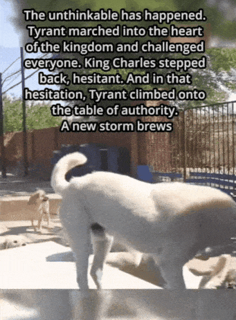 捕魚機：一只中国小土狗被千万老外封为国王