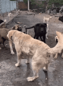 捕魚機：一只中国小土狗被千万老外封为国王