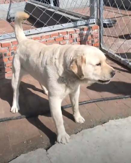 捕魚機：一只中国小土狗被千万老外封为国王