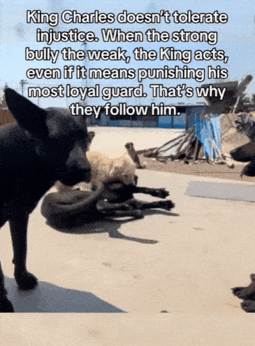 捕魚機：一只中国小土狗被千万老外封为国王