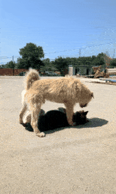 捕魚機：一只中国小土狗被千万老外封为国王