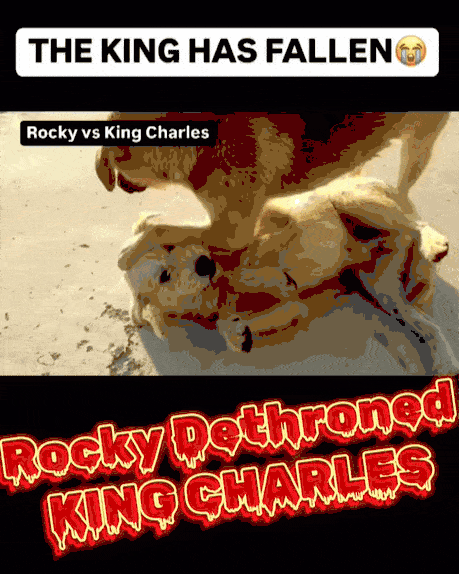 捕魚機：一只中国小土狗被千万老外封为国王