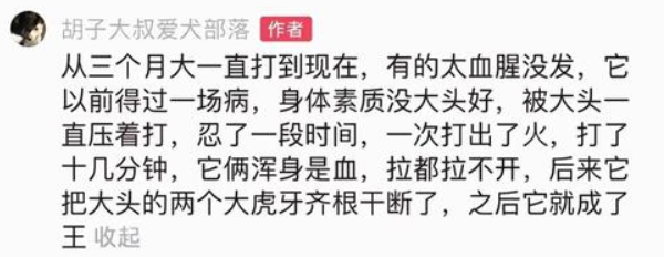 捕魚機：一只中国小土狗被千万老外封为国王