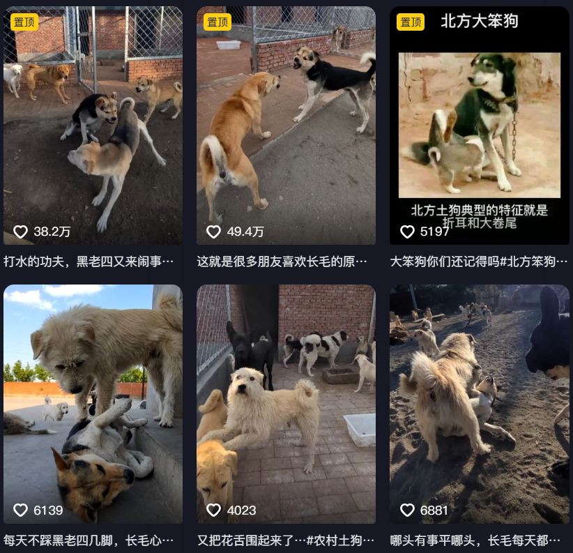 捕魚機：一只中国小土狗被千万老外封为国王