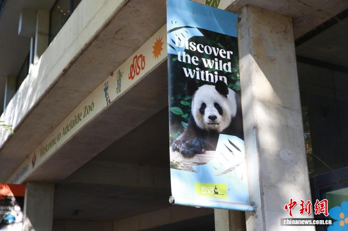 體育博彩：澳大利亚大熊猫饲养员：“星秋”和“怡兰”是我们的家人