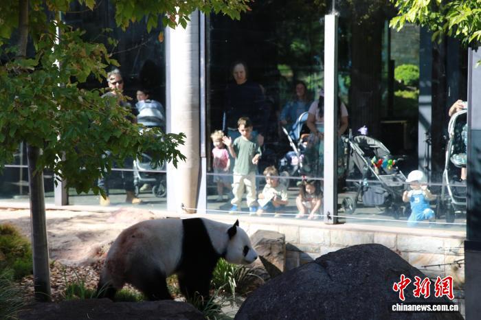 體育博彩：澳大利亚大熊猫饲养员：“星秋”和“怡兰”是我们的家人
